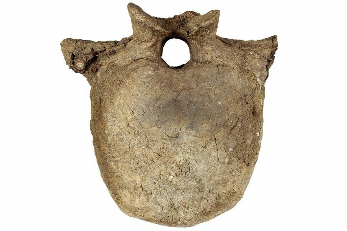 Hadrosaur (Edmontosaurus) Anterior Caudal Vertebra - Wyoming #232744